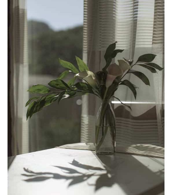 plant and shadow